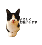 ハチワレねこスタンプNOCO（個別スタンプ：10）