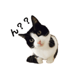 ハチワレねこスタンプNOCO（個別スタンプ：11）