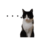 ハチワレねこスタンプNOCO（個別スタンプ：13）