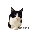 ハチワレねこスタンプNOCO（個別スタンプ：15）