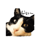 ハチワレねこスタンプNOCO（個別スタンプ：16）