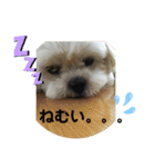 トイプードルとシーズー？2（個別スタンプ：1）