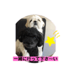 トイプードルとシーズー？2（個別スタンプ：2）