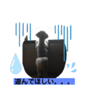トイプードルとシーズー？2（個別スタンプ：5）