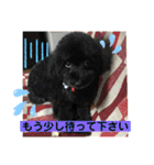 トイプードルとシーズー？2（個別スタンプ：9）