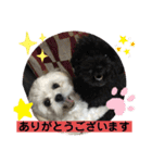 トイプードルとシーズー？2（個別スタンプ：11）