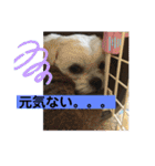 トイプードルとシーズー？2（個別スタンプ：12）