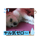 トイプードルとシーズー？2（個別スタンプ：14）