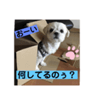 トイプードルとシーズー？2（個別スタンプ：15）