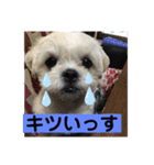 トイプードルとシーズー？2（個別スタンプ：17）