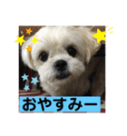 トイプードルとシーズー？2（個別スタンプ：18）