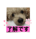 トイプードルとシーズー？2（個別スタンプ：19）