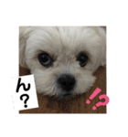 トイプードルとシーズー？2（個別スタンプ：21）