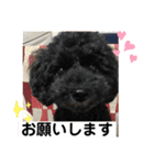 トイプードルとシーズー？2（個別スタンプ：22）