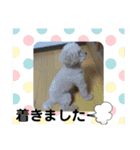トイプードルとシーズー？2（個別スタンプ：23）