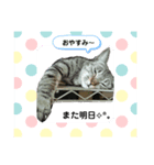 うちのねこ（つな）（個別スタンプ：2）