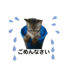 うちのねこ（つな）（個別スタンプ：4）