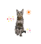 うちのねこ（つな）（個別スタンプ：5）