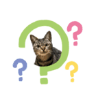 うちのねこ（つな）（個別スタンプ：6）