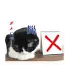 たれ耳はちわれ猫スタンプver.2（個別スタンプ：2）