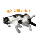 たれ耳はちわれ猫スタンプver.2（個別スタンプ：4）