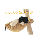 たれ耳はちわれ猫スタンプver.2（個別スタンプ：5）
