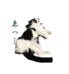 たれ耳はちわれ猫スタンプver.2（個別スタンプ：6）