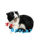 たれ耳はちわれ猫スタンプver.2（個別スタンプ：7）