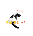 たれ耳はちわれ猫スタンプver.2（個別スタンプ：8）