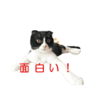 たれ耳はちわれ猫スタンプver.2（個別スタンプ：9）