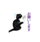 たれ耳はちわれ猫スタンプver.2（個別スタンプ：10）