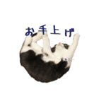 たれ耳はちわれ猫スタンプver.2（個別スタンプ：12）