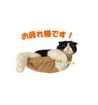 たれ耳はちわれ猫スタンプver.2（個別スタンプ：14）