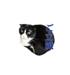 たれ耳はちわれ猫スタンプver.2（個別スタンプ：16）