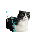 たれ耳はちわれ猫スタンプver.2（個別スタンプ：17）