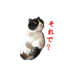 たれ耳はちわれ猫スタンプver.2（個別スタンプ：19）