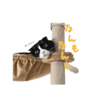 たれ耳はちわれ猫スタンプver.2（個別スタンプ：20）