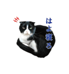 たれ耳はちわれ猫スタンプver.2（個別スタンプ：21）