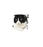 たれ耳はちわれ猫スタンプver.2（個別スタンプ：22）