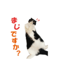 たれ耳はちわれ猫スタンプver.2（個別スタンプ：23）