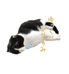 たれ耳はちわれ猫スタンプver.2（個別スタンプ：25）