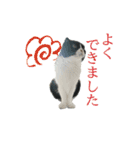 たれ耳はちわれ猫スタンプver.2（個別スタンプ：26）