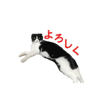 たれ耳はちわれ猫スタンプver.2（個別スタンプ：27）