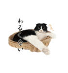 たれ耳はちわれ猫スタンプver.2（個別スタンプ：28）