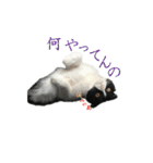 たれ耳はちわれ猫スタンプver.2（個別スタンプ：29）