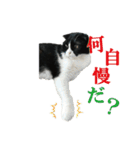たれ耳はちわれ猫スタンプver.2（個別スタンプ：30）