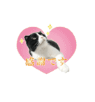 たれ耳はちわれ猫スタンプver.2（個別スタンプ：32）
