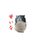 たれ耳はちわれ猫スタンプver.2（個別スタンプ：33）