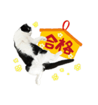 たれ耳はちわれ猫スタンプver.2（個別スタンプ：35）