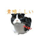 たれ耳はちわれ猫スタンプver.2（個別スタンプ：36）